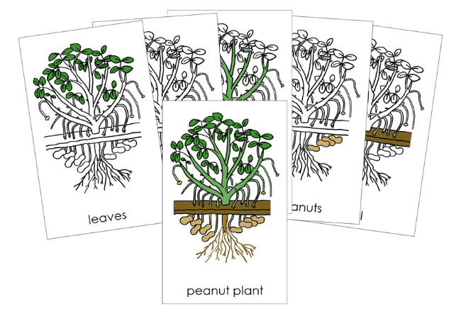 Parts of a Peanut Plant Nomenclature Cards - Montessori Print Shop Digital Download