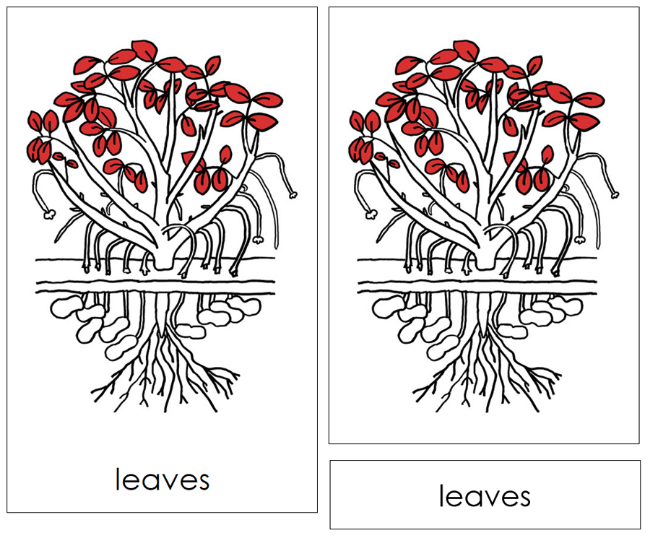 Parts of a Peanut Plant Nomenclature Cards (Red) - Montessori Print Shop Digital Download