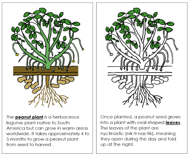 Parts of a Peanut Plant Nomenclature Book - Montessori Print Shop Digital Download