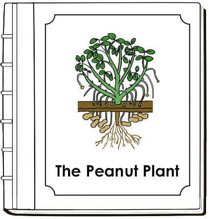 Parts of a Peanut Plant Nomenclature Book - Montessori Print Shop Digital Download