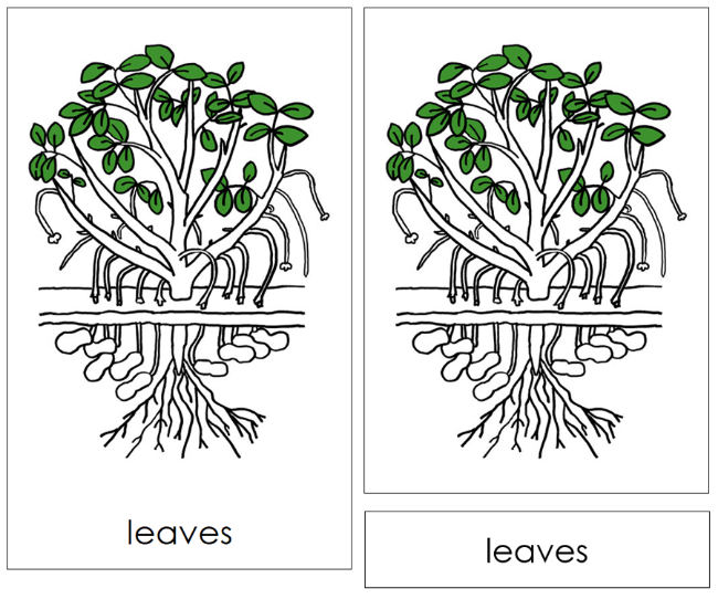 Parts of a Peanut Plant Nomenclature Cards - Montessori Print Shop Digital Download