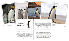 Penguin-Fast-Facts-Pic2-L_240x