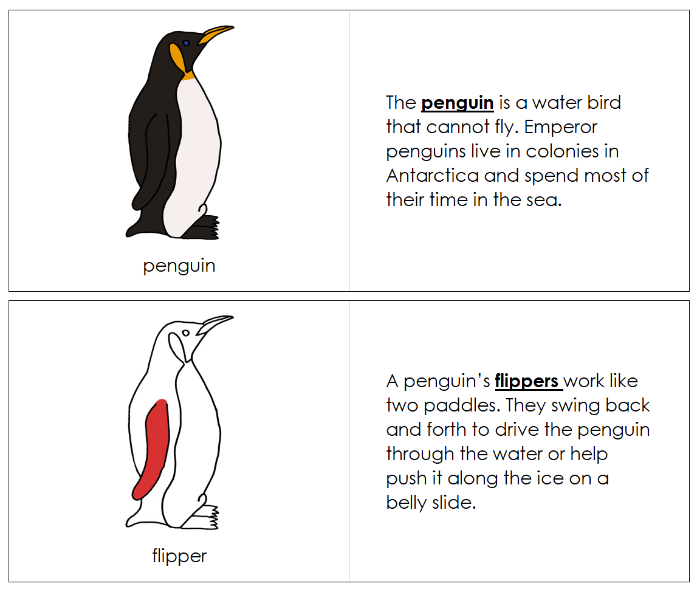 Parts of a Penguin Nomenclature Book (red) - Montessori Print Shop Digital Download