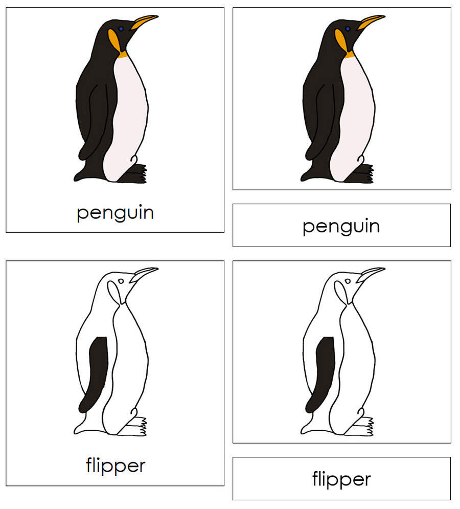 Parts of a Penguin Nomenclature 3-Part Cards by Montessori Print Shop