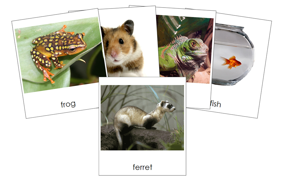 Types of Pets 3-Part Cards (Set 1) by Montessori Print Shop