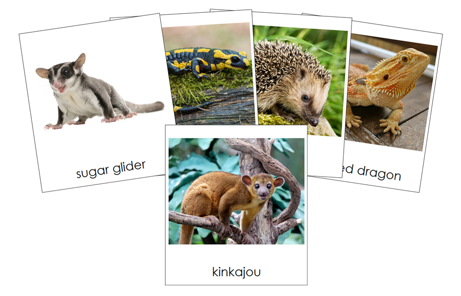 Types of Pets 3-Part Cards (Set 2) by Montessori Print Shop