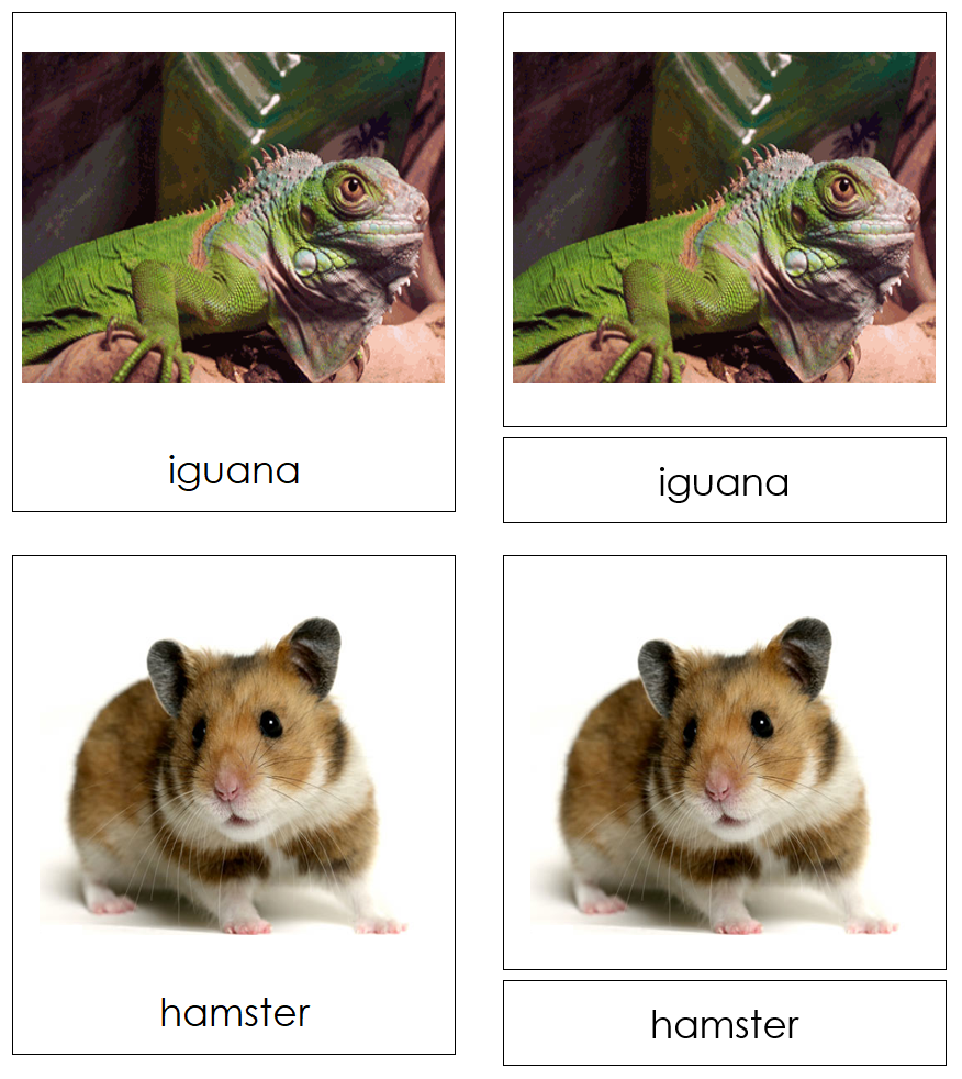 Types of Pets 3-Part Cards (Set 1) by Montessori Print Shop