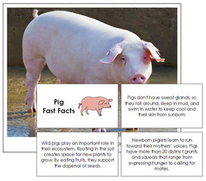 Pig Fast Facts & Pictures - Montessori Print Shop