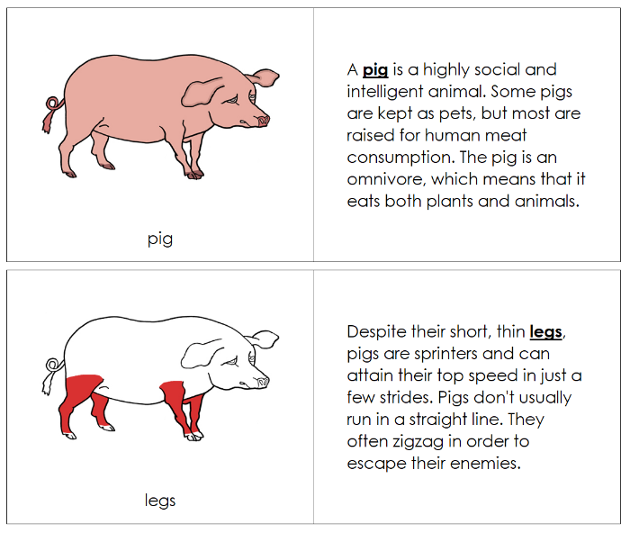 Parts of a Pig Nomenclature Book (red) - Montessori Print Shop Digital Download