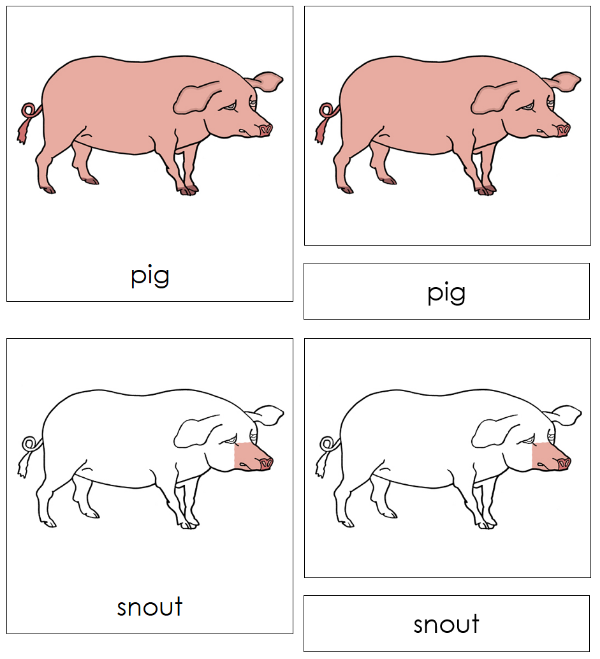 Parts of a Pig 3-Part Nomenclature Cards by Montessori Print Shop