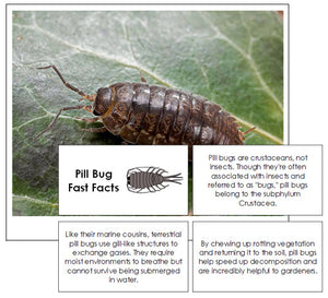 Pill Bug Fast Facts & Pictures - Montessori Print Shop