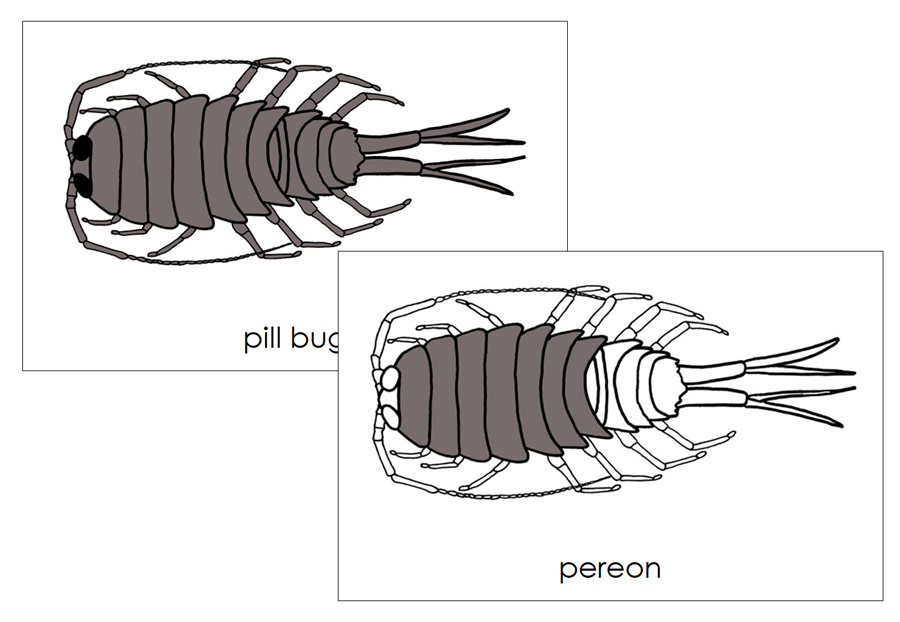 Parts of a Pill Bug Nomenclature Cards by Montessori Print Shop