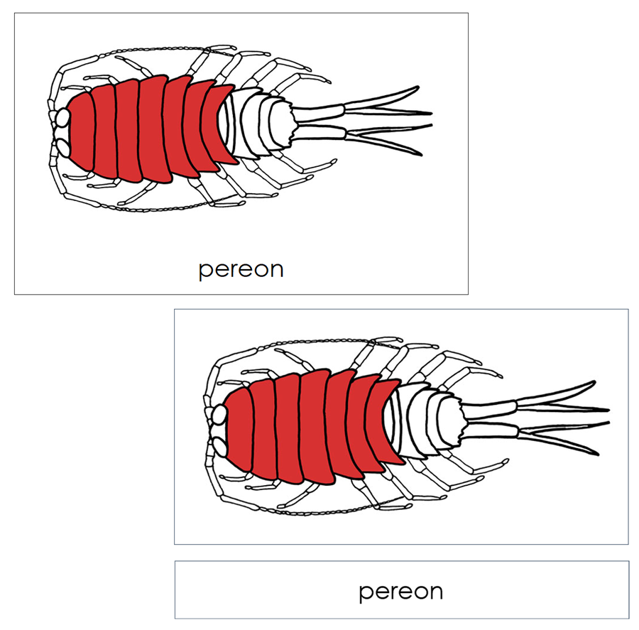 Parts of a Pill Bug Nomenclature Cards (red) by Montessori Print Shop