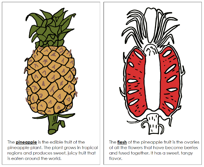Parts of a Pineapple Nomenclature Book (Red) - Montessori Print Shop Digital Download