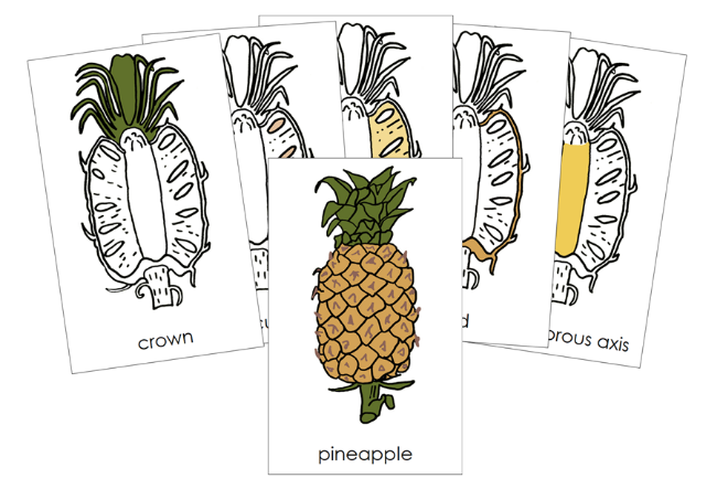 Parts of a Pineapple Nomenclature Cards - Montessori Print Shop Digital Download