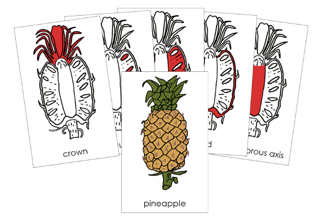 Parts of a Pineapple Nomenclature Cards (Red) & Blackline Master - Montessori Print Shop Digital Download
