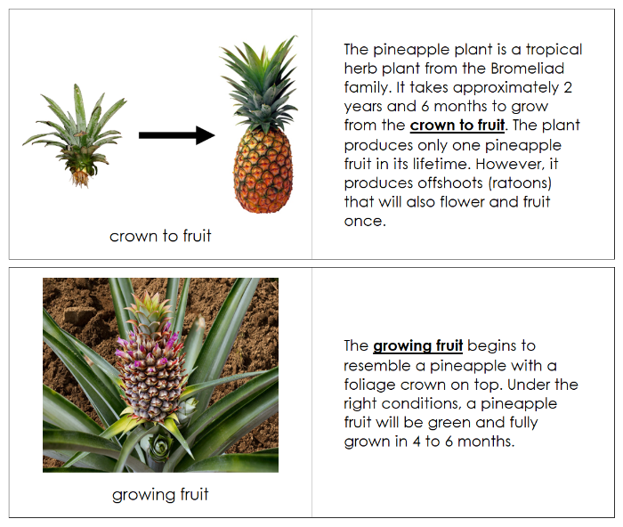 Pineapple Life Cycle Nomenclature Book - Montessori Print Shop Digital Download