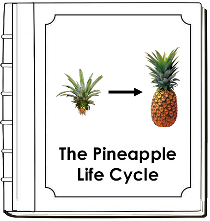 Pineapple Life Cycle Nomenclature Book - Montessori Print Shop Digital Download