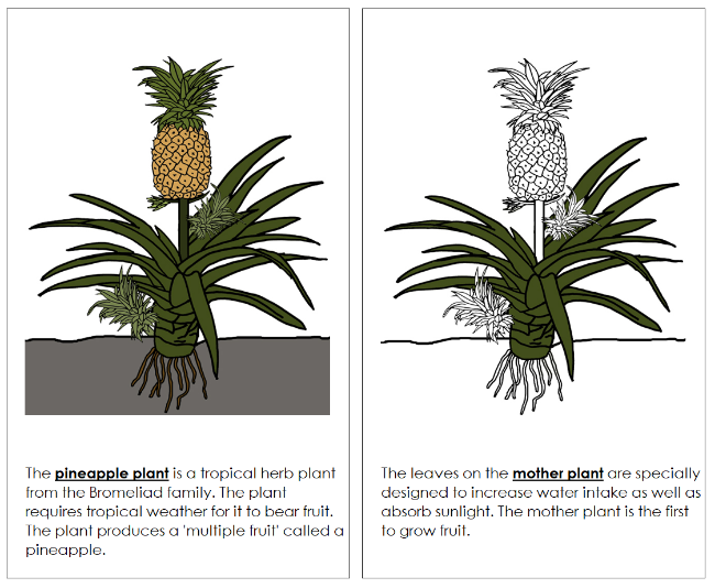 Parts of a Pineapple Plant Nomenclature Book - Montessori Print Shop Digital Download