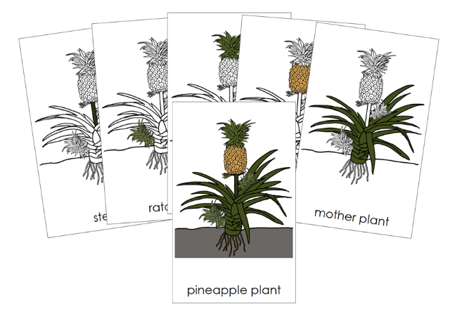 Parts of a Pineapple Plant Nomenclature Cards - Montessori Print Shop Digital Download
