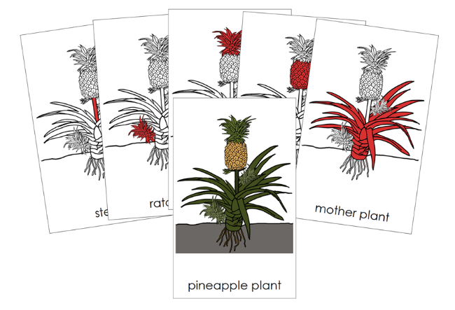 pineapple plant fruit cycle Parts of a Pineapple Plant Nomenclature Cards (red)