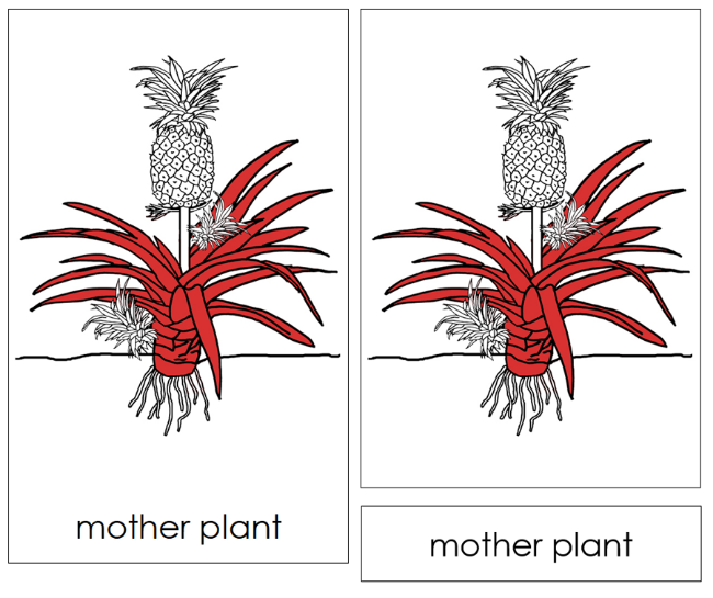 Parts of a Pineapple Plant Nomenclature Cards (Red) - Montessori Print Shop Digital Download
