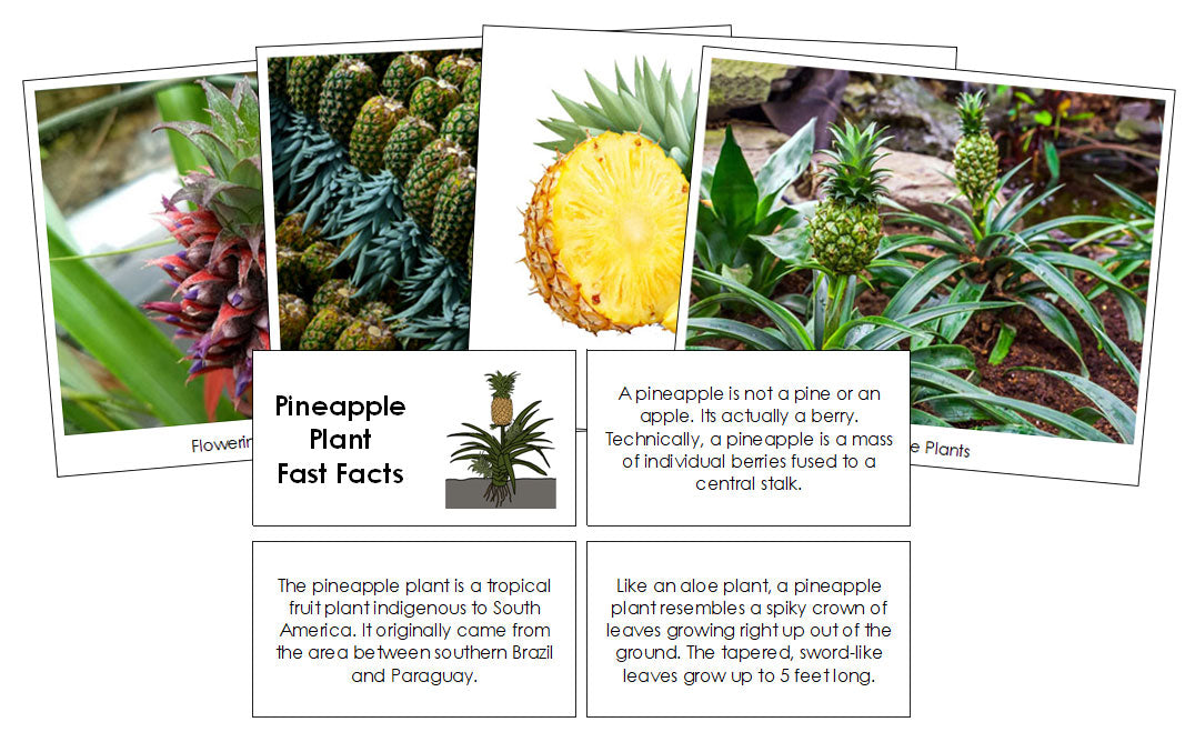 pineapple plant life cycle Pineapple Plant Fast Facts & Pictures