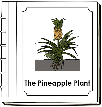 Parts of a Pineapple Plant Nomenclature Book - Montessori Print Shop Digital Download