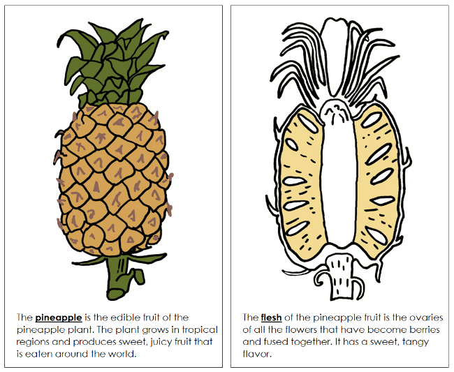 Parts of a Pineapple Nomenclature Book - Montessori Print Shop Digital Download