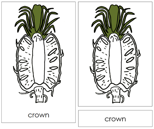 Parts of a Pineapple Nomenclature Cards - Montessori Print Shop Digital Download