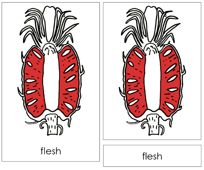 Parts of a Pineapple Nomenclature Cards (Red) & Blackline Master - Montessori Print Shop Digital Download