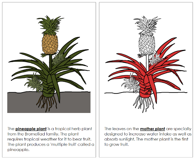 Parts of a Pineapple Plant Nomenclature Book (Red) - Montessori Print Shop Digital Download