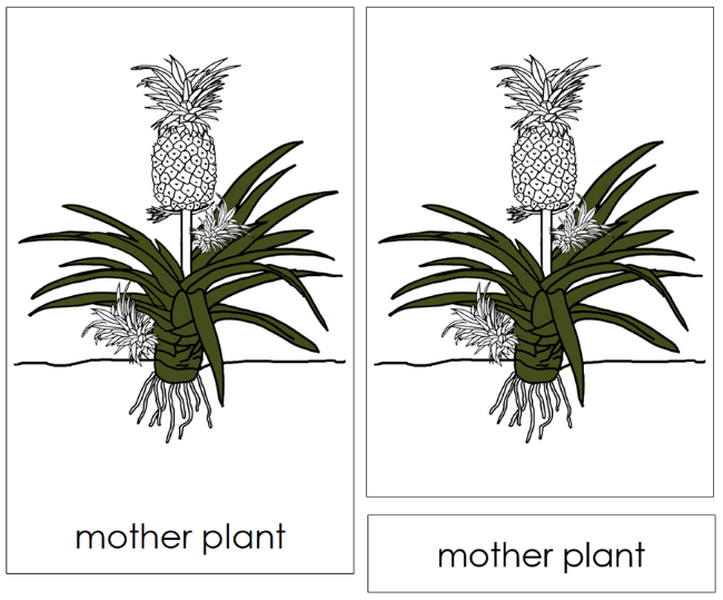 Parts of a Pineapple Plant Nomenclature Cards - Montessori Print Shop Digital Download