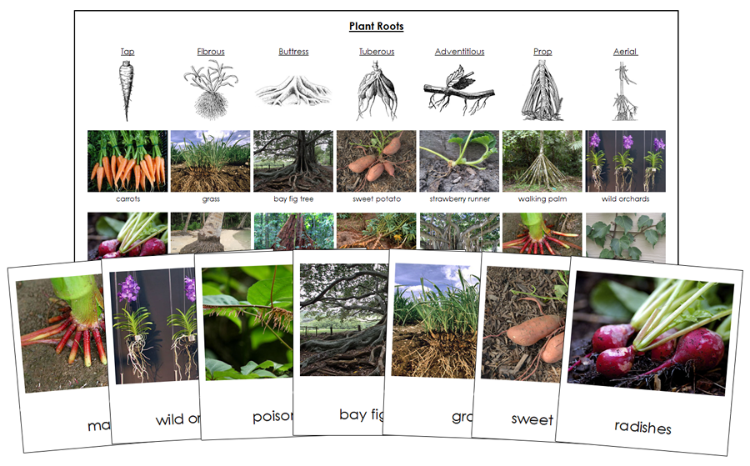 Printable Types of Plant Roots Sorting  Sorting Cards and Chart - Montessori Print Shop Digital Download