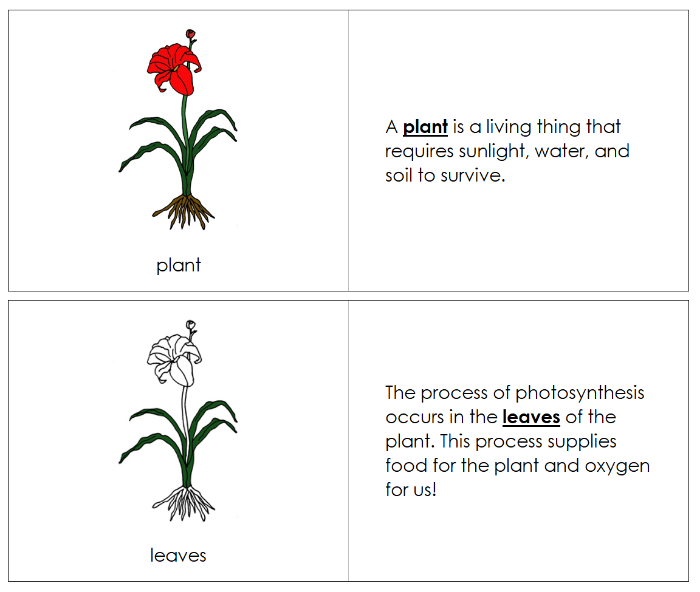 Parts of a Plant Nomenclature Book - Montessori Print Shop Digital Download