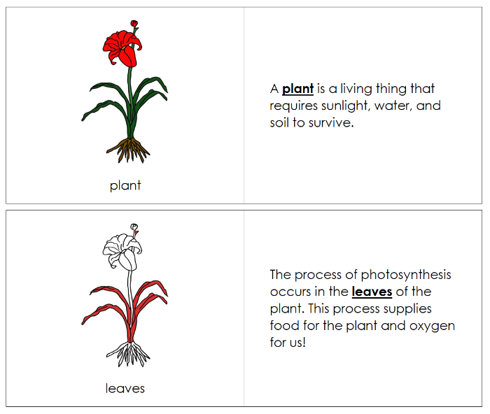 Parts of a Plant Nomenclature Book - Montessori Print Shop Digital Download