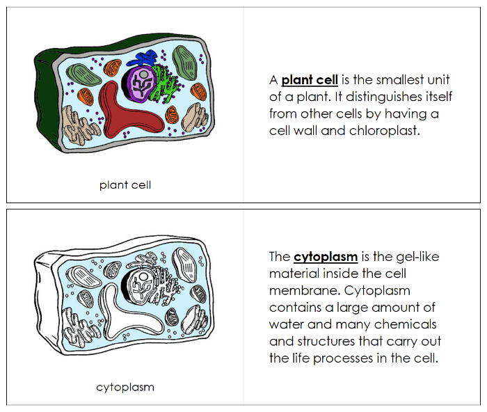 Parts of a Plant Cell Nomenclature Book - Montessori Print Shop Digital Download