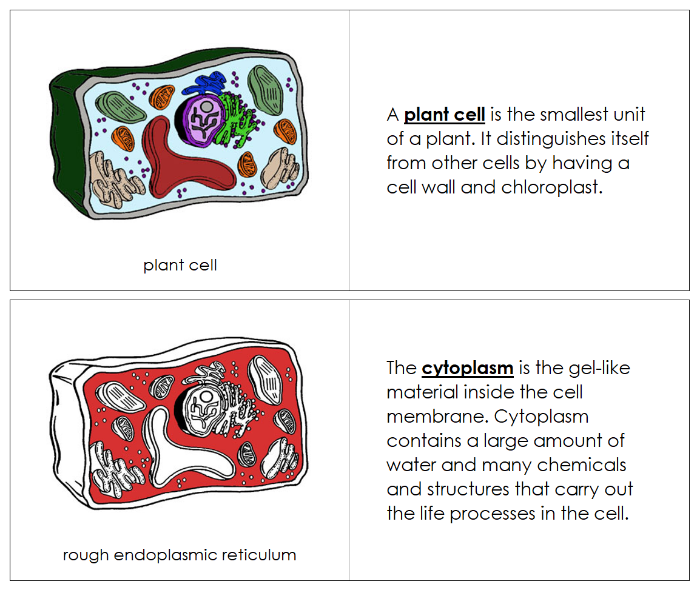 Plant Cell Nomenclature Book (red) - Montessori Print Shop Digital Download