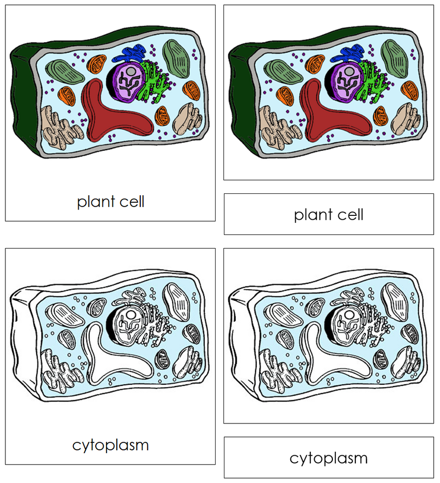 Plant Cell Nomenclature Cards - Montessori Print Shop
