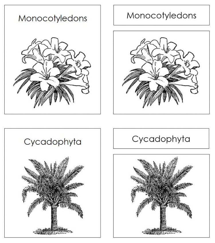 Plant Kingdom Charts & Cards Blackline Masters - Montessori Print Shop Digital Download