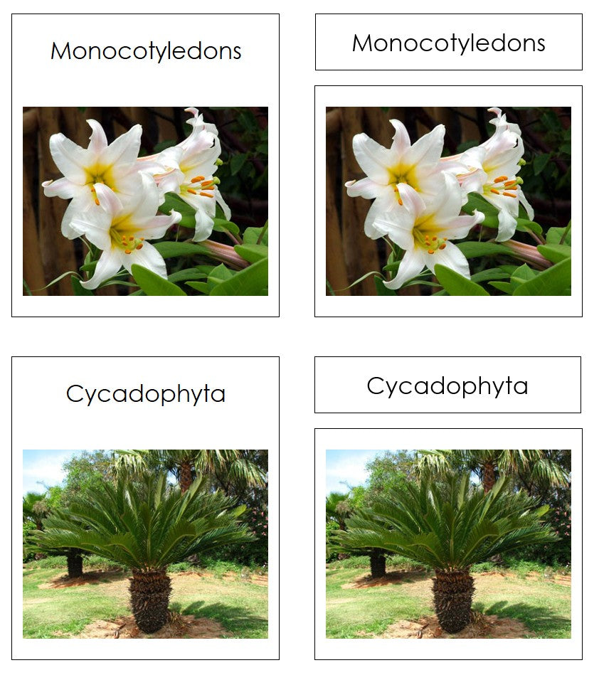Plant Kingdom Charts & Cards - Montessori science cards