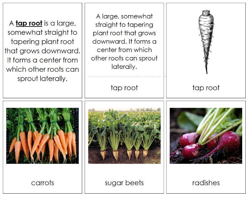 Printable Types of Plant Roots Sorting  Sorting Cards and Chart - Montessori Print Shop Digital Download