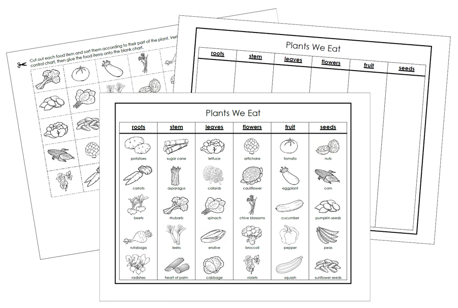 Plants We Eat Cut & Paste Activity (Blackline Masters) - Montessori Print Shop Digital Download