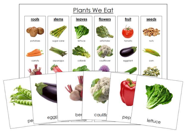 Plants We Eat Sorting Cards & Chart - Montessori Print Shop Digital Download science