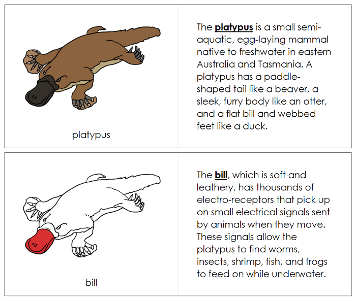 Parts of a Platypus Nomenclature Book (red) - Montessori Print Shop Digital Download