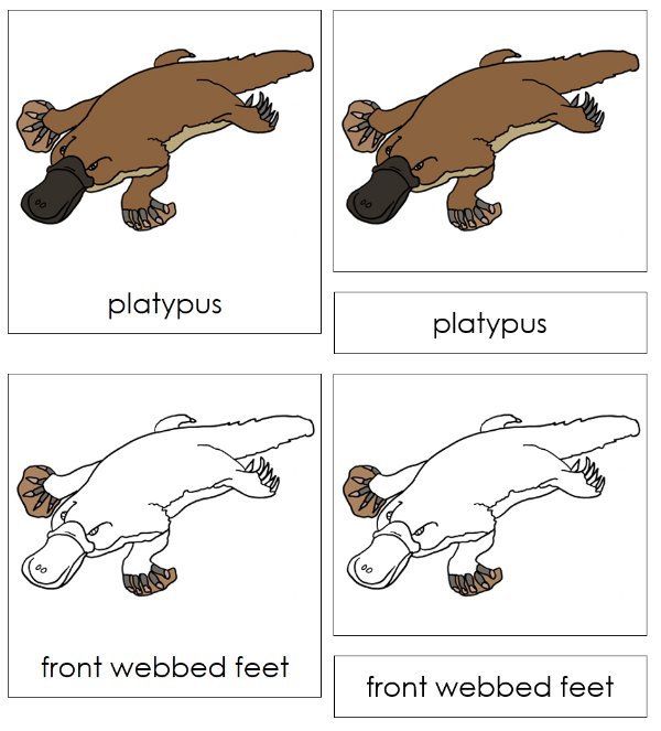 Parts of a Platypus 3-Part Nomenclature Cards by Montessori Print Shop