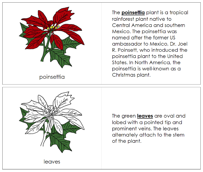 Parts of a Poinsettia Nomenclature Book - Montessori Print Shop Digital Download