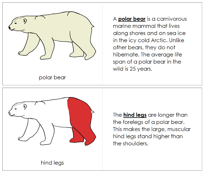 Parts of a Polar Bear Nomenclature Book (red) - Montessori Print Shop Digital Download