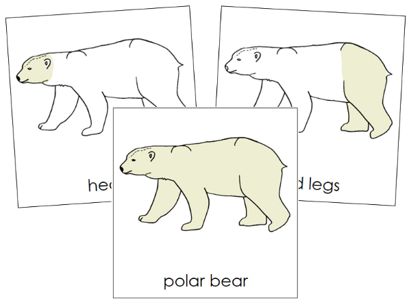 Parts of a Polar Bear 3-Part Nomenclature Cards by Montessori Print Shop