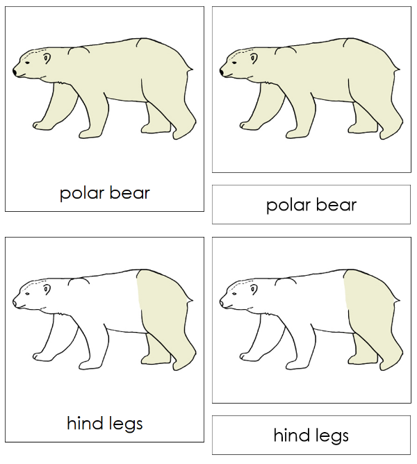 Parts of a Polar Bear 3-Part Nomenclature Cards by Montessori Print Shop